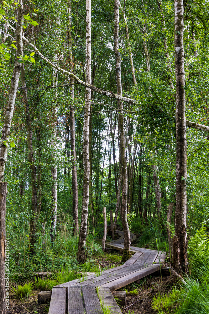 Obraz premium Chemin de randonnée en sous-bois au sein du Marais du Grand Hazé à Briouze