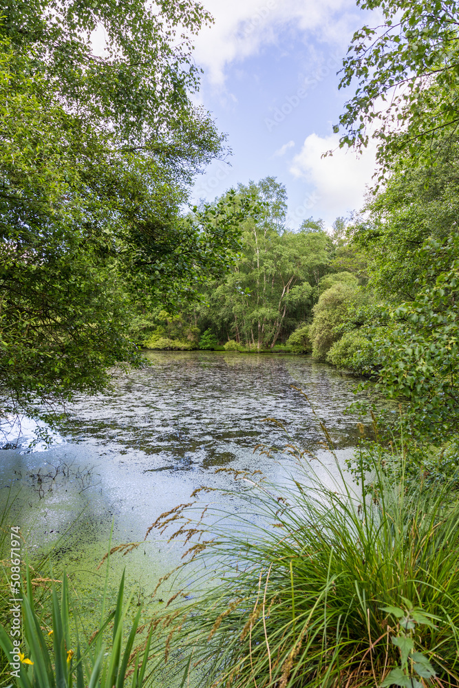 Paysage naturel du Marais du Grand Hazé à Briouze au printemps par une temps ensoleillé Paysage naturel du Marais du Grand Hazé à Briouze au printemps par une temps ensoleillé