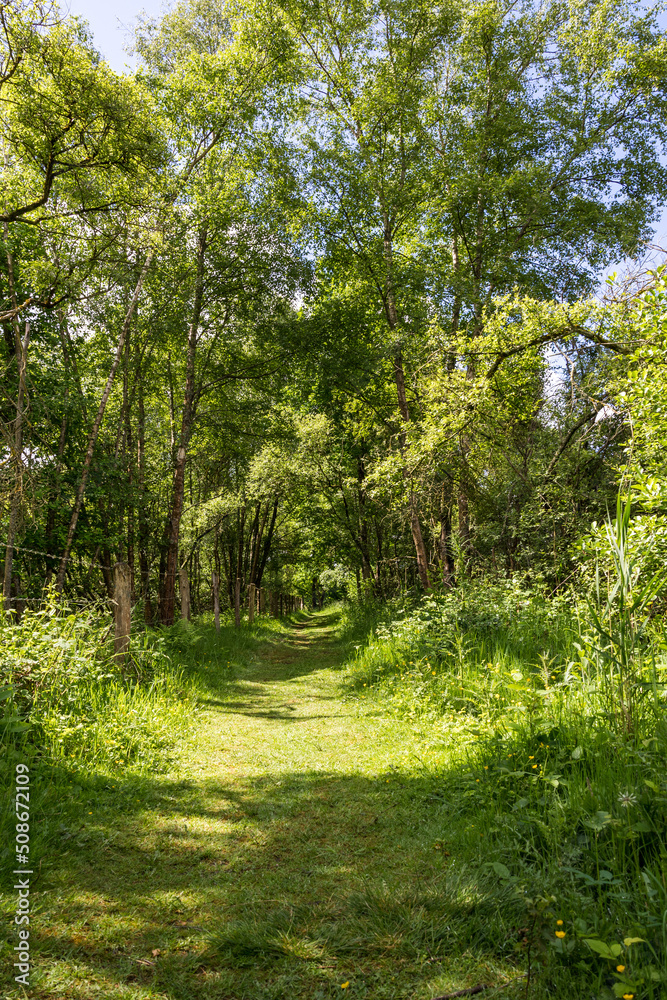 Obraz premium Chemin de randonnée autour du Marais du Grand Hazé à Briouze au printemps