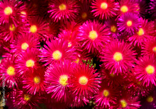 pinkfarbene blüten als hintergrund für Werbung, postkarte oder tapete © katinkah