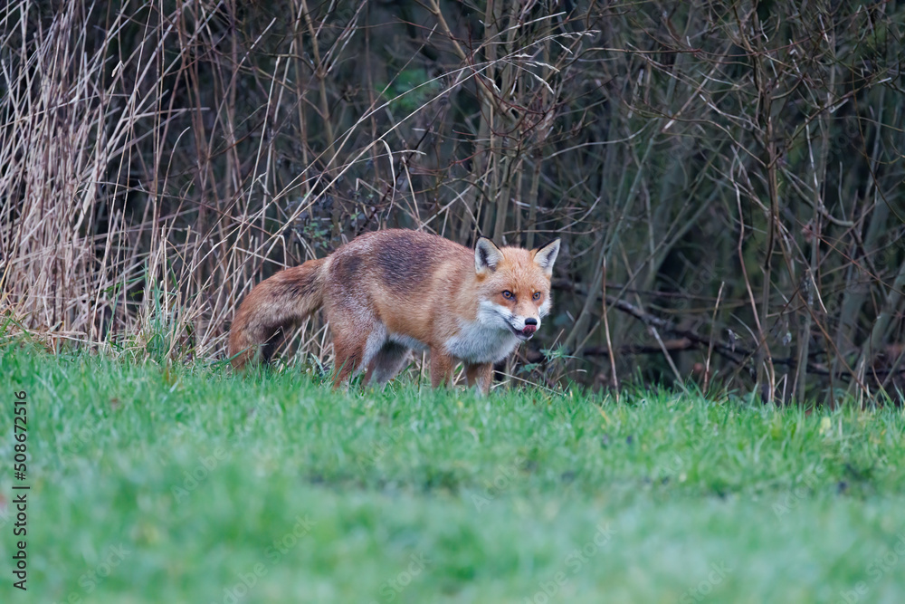 A wild fox cautiously looks for food