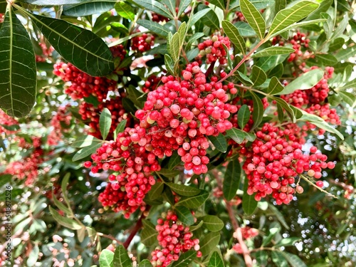 Closeup on the fruits of the pink pepper tree