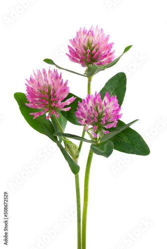Clover flowers on a stem with green leaves  isolated on white background. Bouquet of red clover flowers.