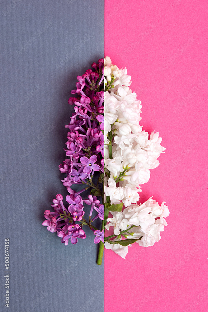 flowers lilac white and purple on a double background of gray and pink. spring bouquet