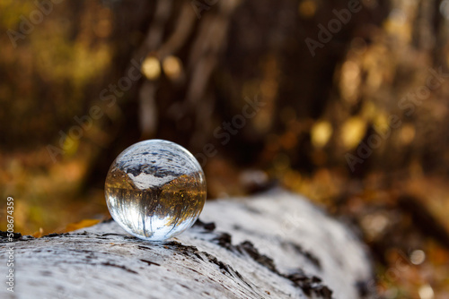 The crystal ball lies on the bark of a birch tree with a view of the autumn forest. Focus on the crystal ball. Take care of nature. Close-up