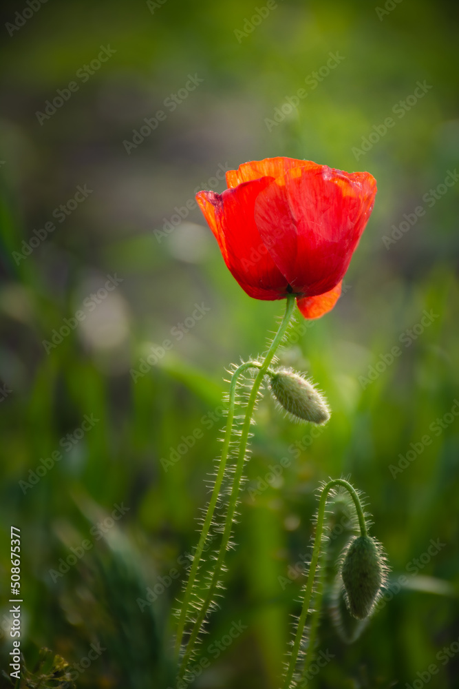 Obraz premium Wiosenny mak.