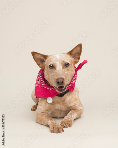 Smiling Catahoula Hound mix dog with smile and pink bandana and blank white tag laying down in the studio on seamless paper