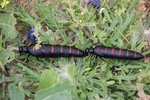 Berberomeloe majalis, the red-striped oil beetle, is an insect in the genus Berberomeloe, in the family of Blister Beetles. photo