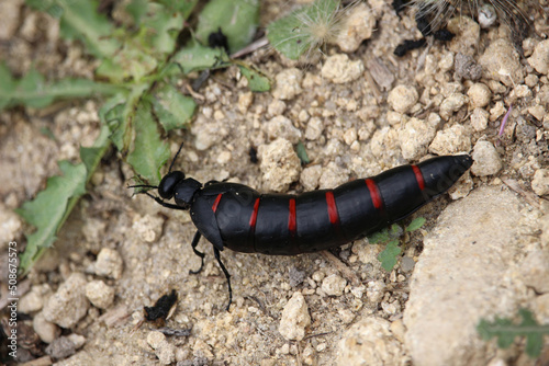 Berberomeloe majalis, the red-striped oil beetle, is an insect in the genus Berberomeloe, in the family of Blister Beetles. photo