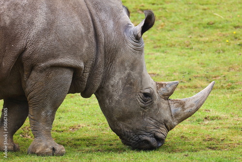 Rhino m  fiant  
