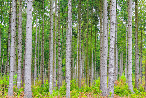 Natural panorama view with pathway green plants trees forest Germany.