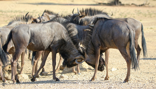 Blue Wildebeest or Brindled Gnu, Kgalagadi, South Africa