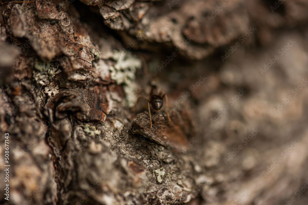 A close-up of an ant's back that crawls under the bark of a pine tree. A close-up of an ant's back that crawls under the bark of a pine tree.