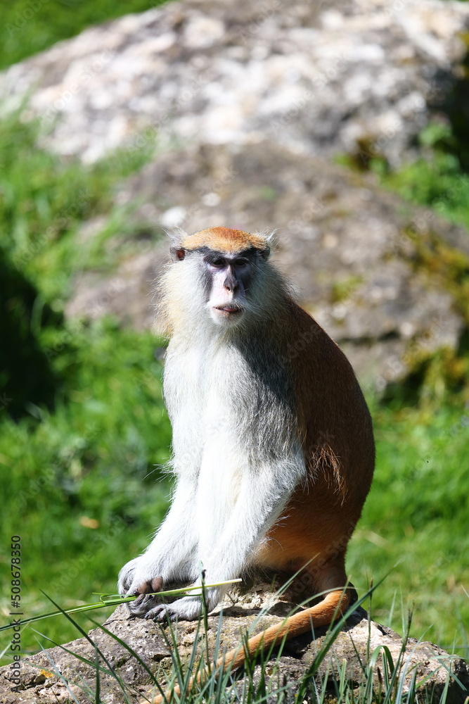 Obraz premium Guetteur