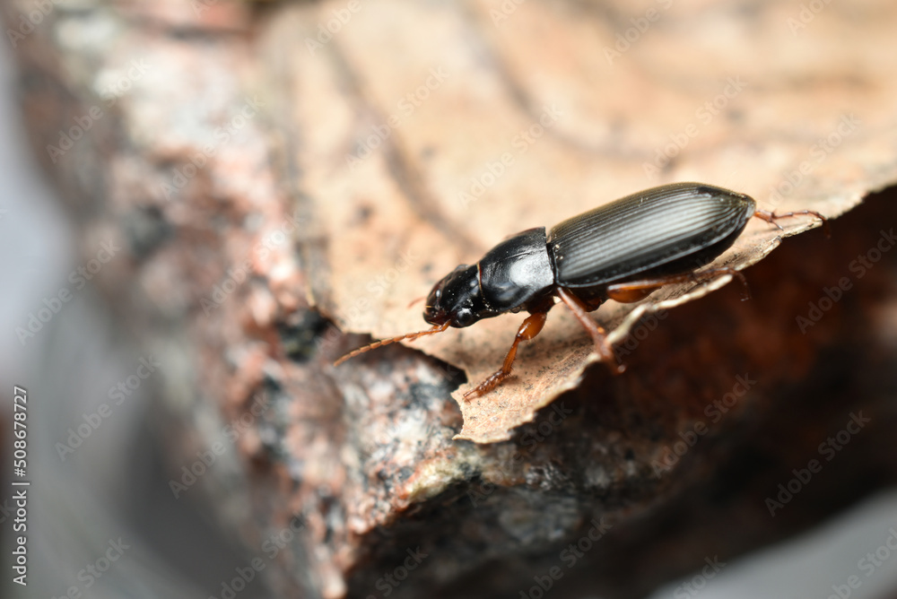 Hrushchak is a small black beetle living in the garden.