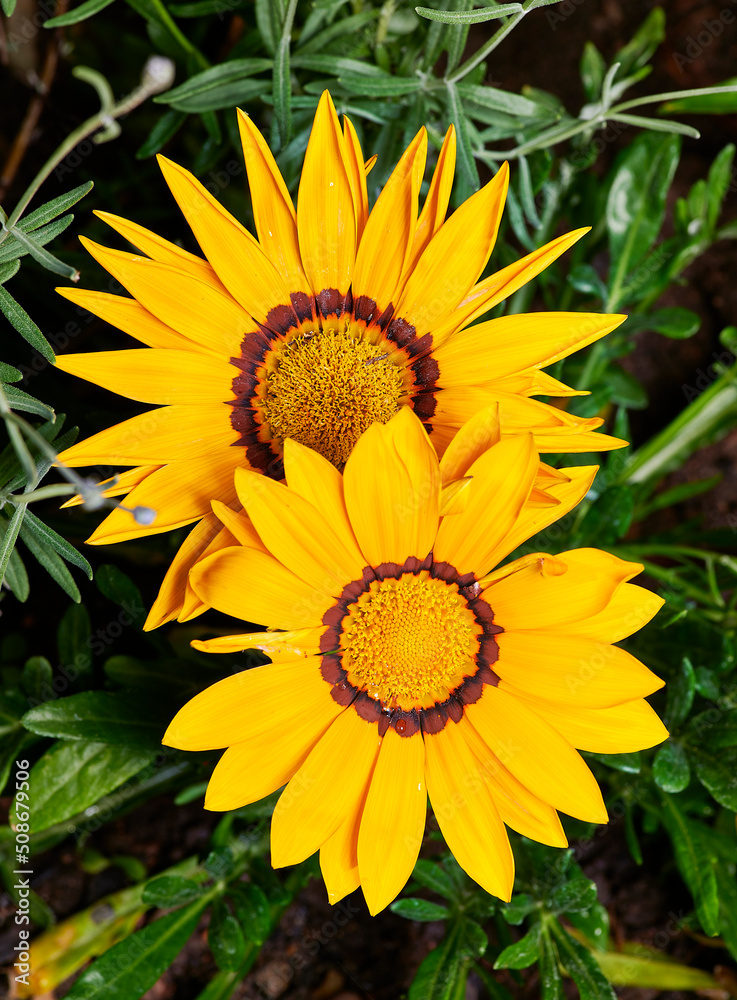 Gazania rigens, gazania splendens, treasure flower, mix talent, bronze daybreak, in bloom Gazania rigens, gazania splendens, treasure flower, mix talent, bronze daybreak, in bloom