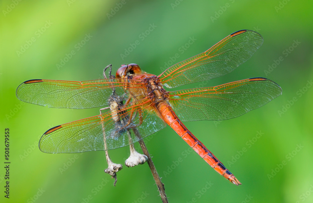 A Close-up Focus Stacked Image of a Male Golden-Winged Skimmer Dragonfly on a Out of Focus Green Background A Close-up Focus Stacked Image of a Male Golden-Winged Skimmer Dragonfly on a Out of Focus Green Background