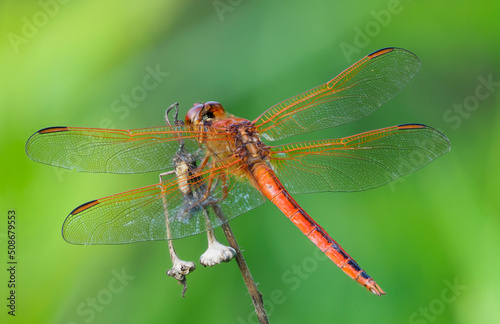 A Close-up Focus Stacked Image of a Male Golden-Winged Skimmer Dragonfly on a Out of Focus Green Background