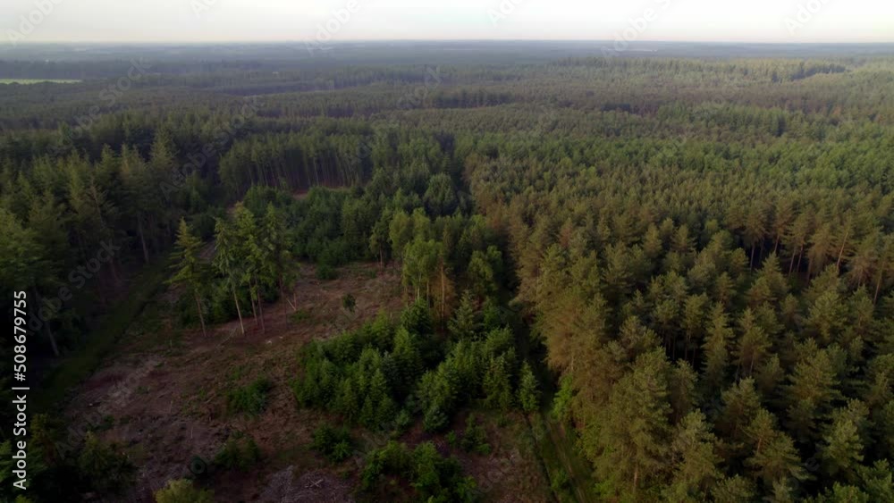 Nature Aerial View of Agroforestry. Flying over the treetops of the pine forests, with the thinning of the forests