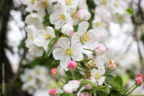Pink flowers on an apple tree branch