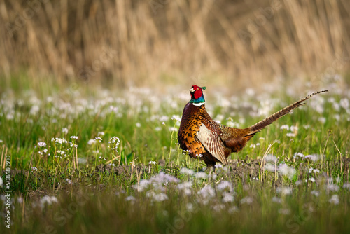 Colorful pheasant in flower meadow