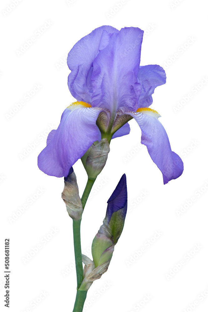 Violet iris flower isolated on white background