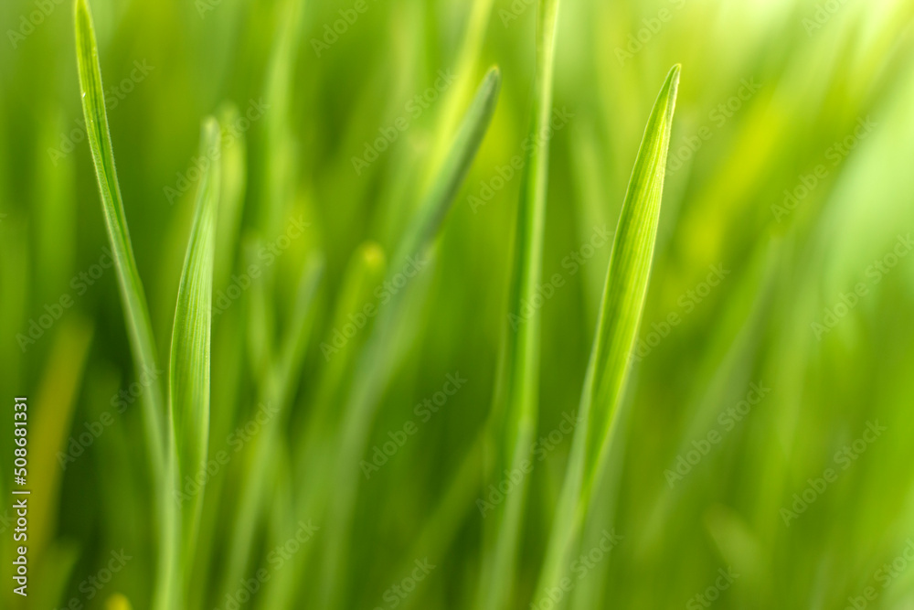 Fresh green grass background macro image. selective focus. Fresh green grass background macro image. selective focus.