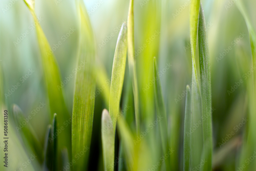 Fresh green grass background macro image. selective focus.