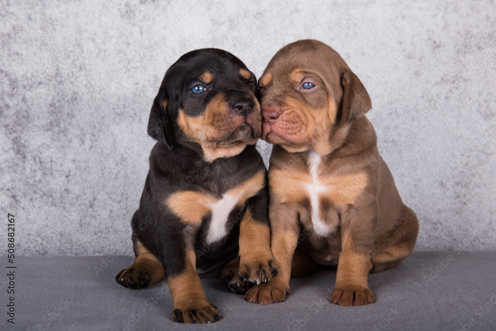 Two Louisiana Catahoula Leopard Dogs puppies on gray background Two Louisiana Catahoula Leopard Dogs puppies on gray background