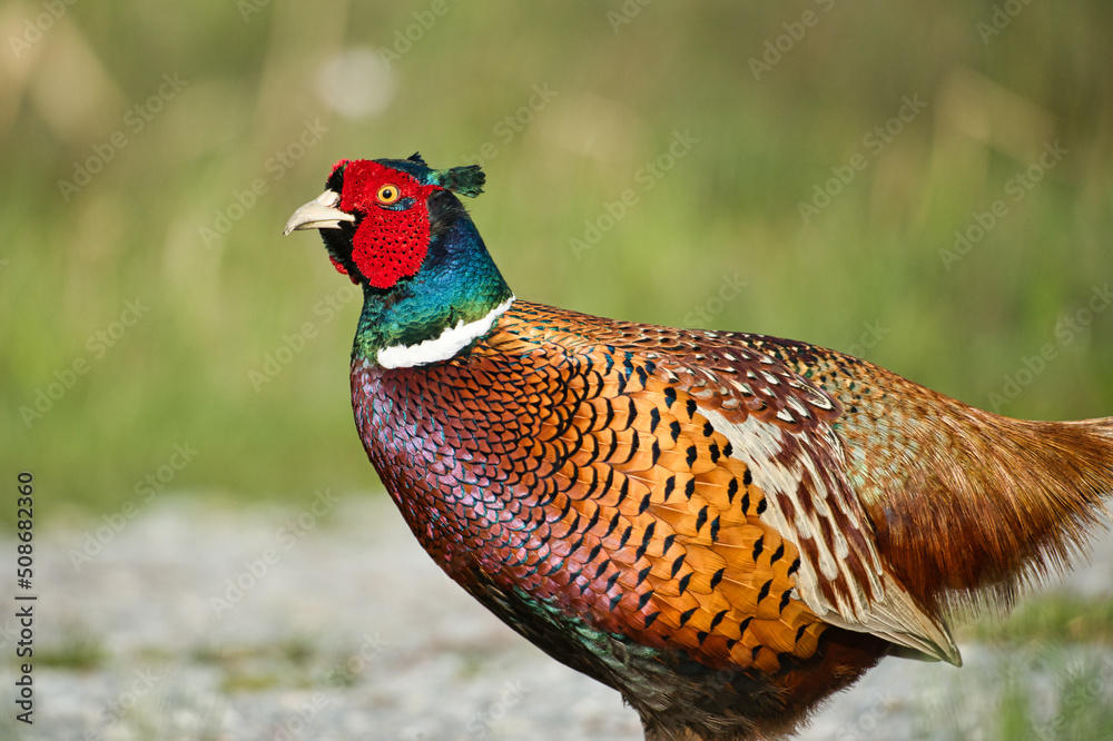 Fototapeta premium Close up of a colorful pheasant