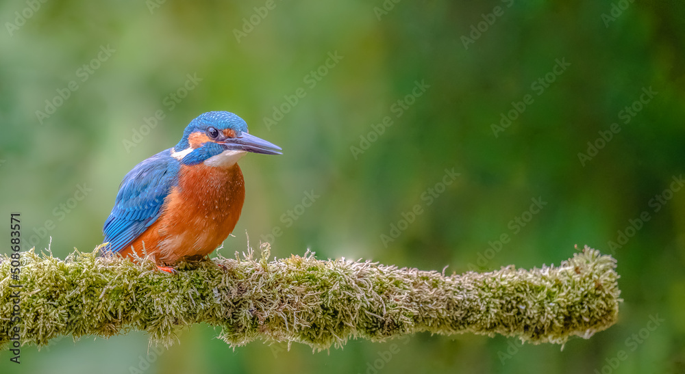 Eisvogel