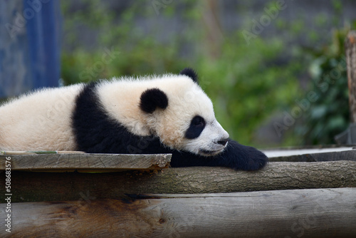 Sieste    la Panda