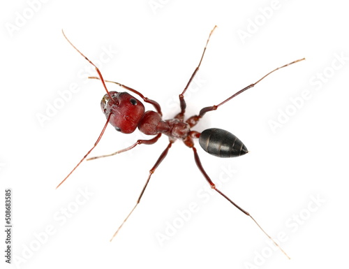 Desert ant, Cataglyphis bicolor isolated on white, top view 