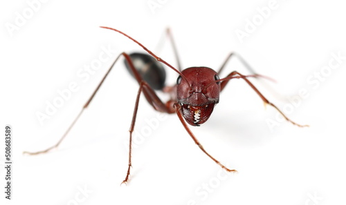 Desert ant, Cataglyphis bicolor isolated on white, side view 