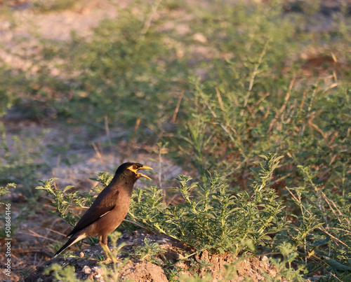 Indian myna bird of the starling family in dark brown color, dark gray head, and yellow beak, photo