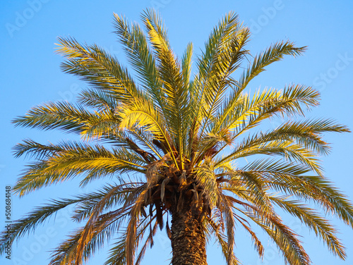 Green palm tree in the background blue sky