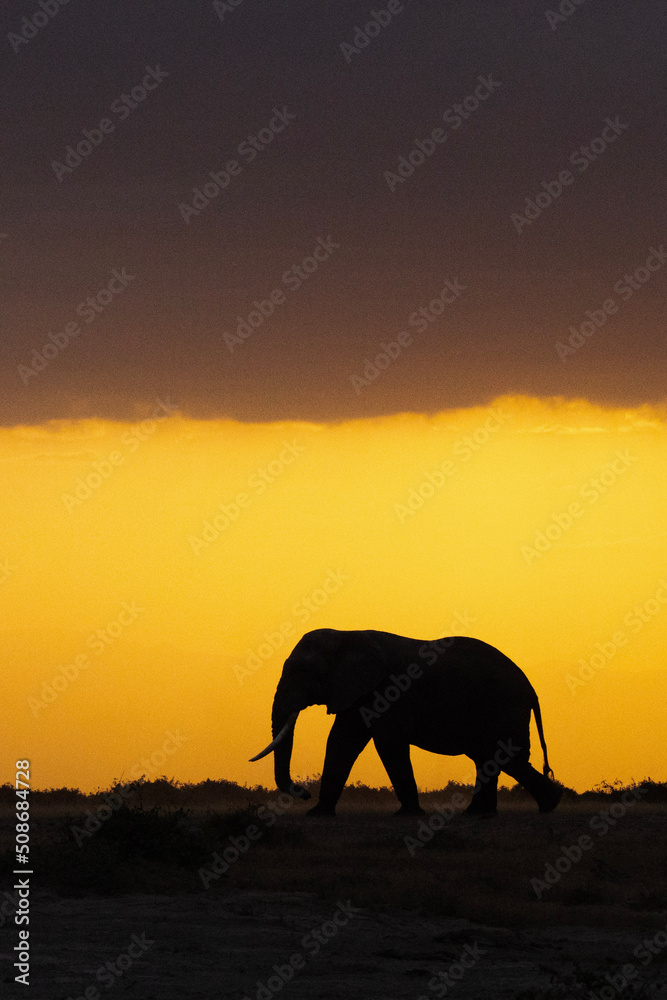 Fototapeta premium Sunset Silhouette of elephant walking