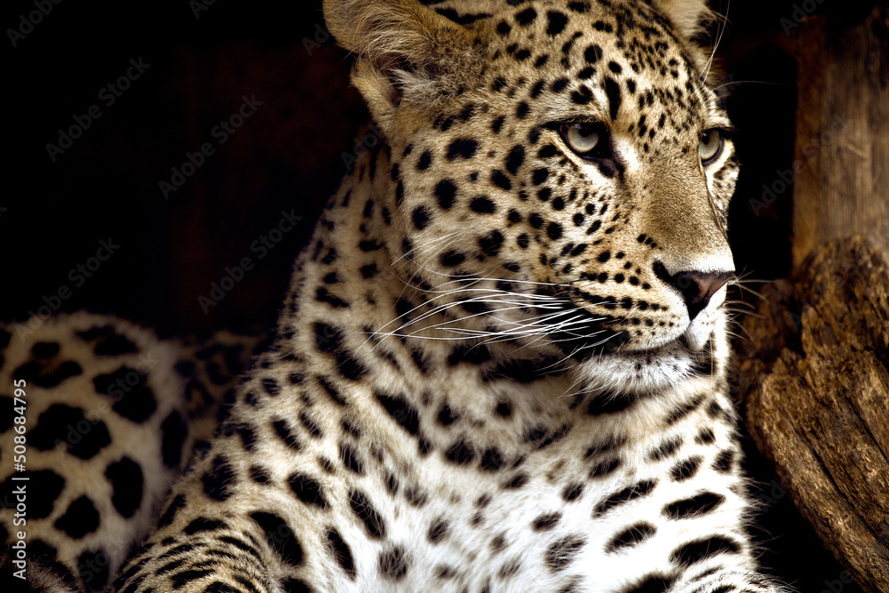 Fototapeta premium Prêt à démarrer