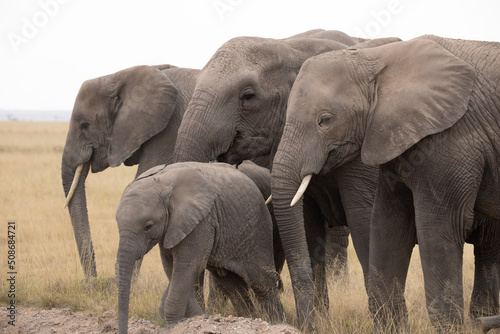 Canvas Print Family of elephants with white tusks and baby in front