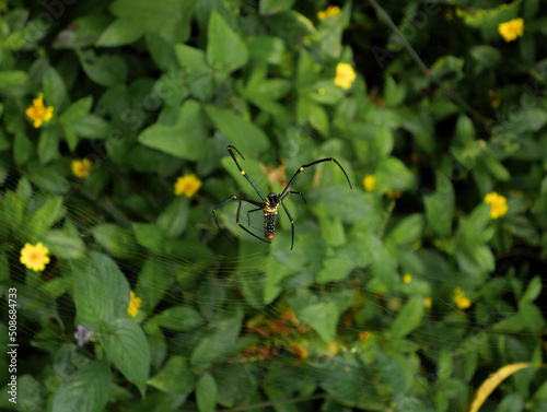 A spider from Nephila pilipes species