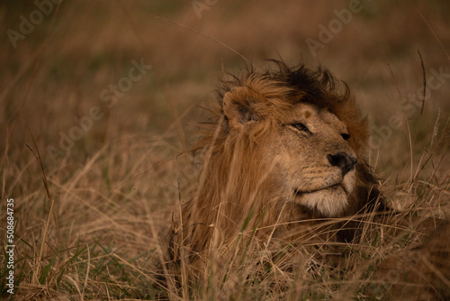 lion in the grass © Dena Aitken