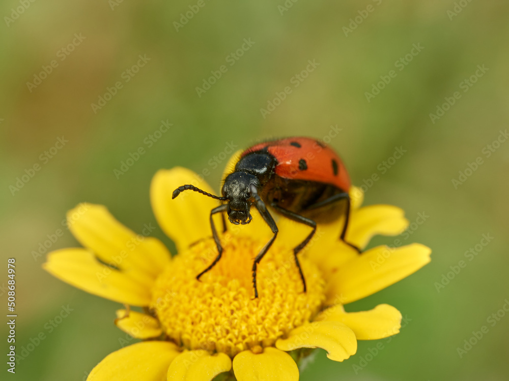 Fototapeta premium Red beetle with black dots on a flower. Mylabris quadripunctata.