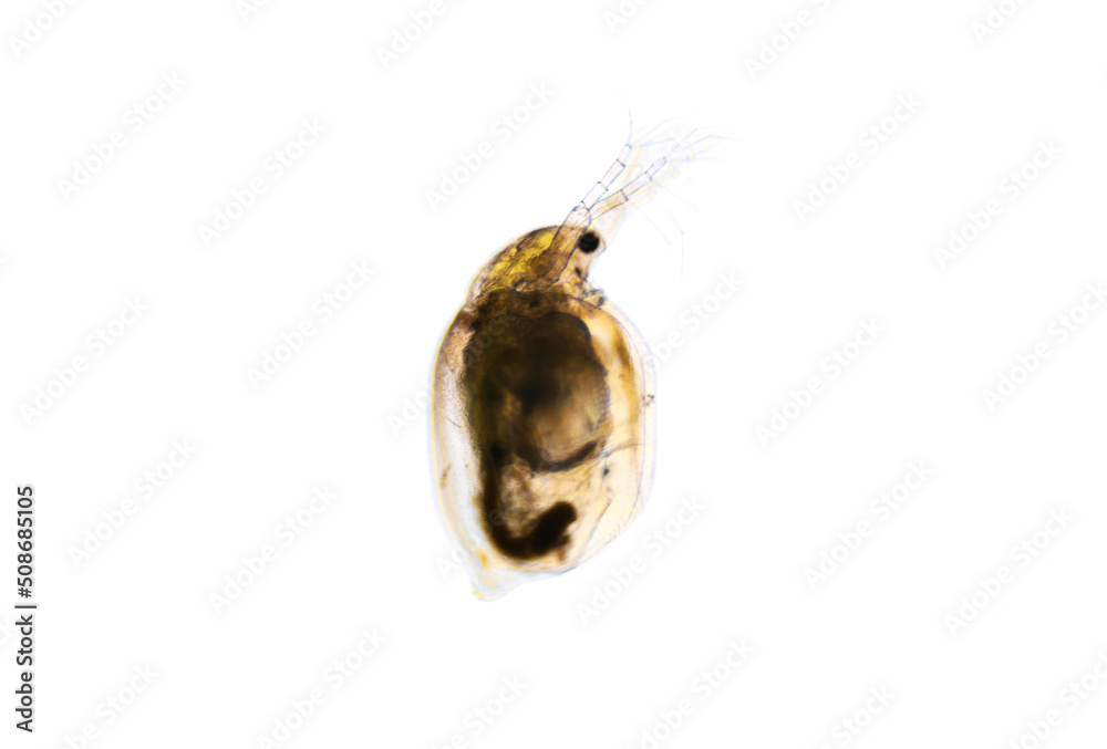 Zooplankton Water Flea Daphnia, microscopic image of crustacea Zooplankton Water Flea Daphnia, microscopic image of crustacea