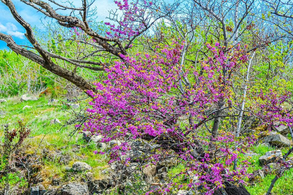 Luxurious Redbuds tree with lush blooming flowers in the park, eastern redbud Luxurious Redbuds tree with lush blooming flowers in the park, eastern redbud