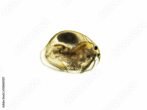 Ostracod is a small crustacean found in a freshwater pond. Zooplankton, micro crustacean under the light microscope. Magnification of 100 times, microscope objective 10