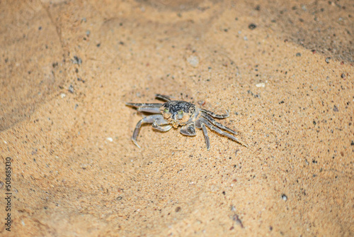 Small invisible crab crawls out of its hole in the evening on the beach of Egypt  Sharm ash Sheikh