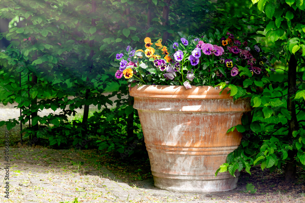 Garden flower pot with blooming violets