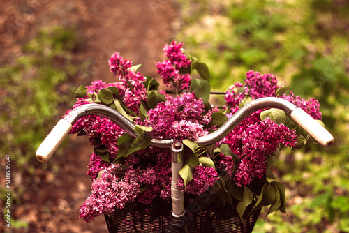 Handlebar of a vintage bicycle with a basket of spring lilac flowers in a green forest on a sunny day. An old bicycle with a bouquet of lilacs in a basket in front. © Dubnytskaya Photo