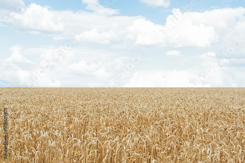 Soft focus of a field of golden ears of wheat under a blue sky. White loose clouds. Wheat Ukrainian agriculture.