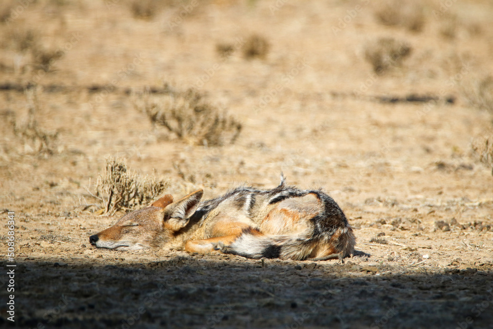 Black-backed Jackal in the Kgalagadi, South Africa Black-backed Jackal in the Kgalagadi, South Africa